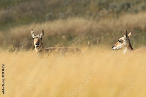 Pronghorn walking in grass, Wyoming, Yellowstone National Park photo