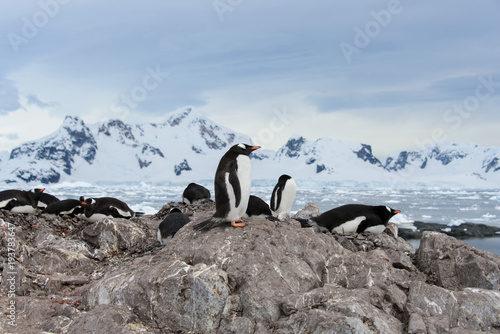 Gentoo penguins on stone