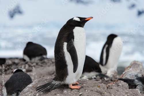 Gentoo penguins on stone