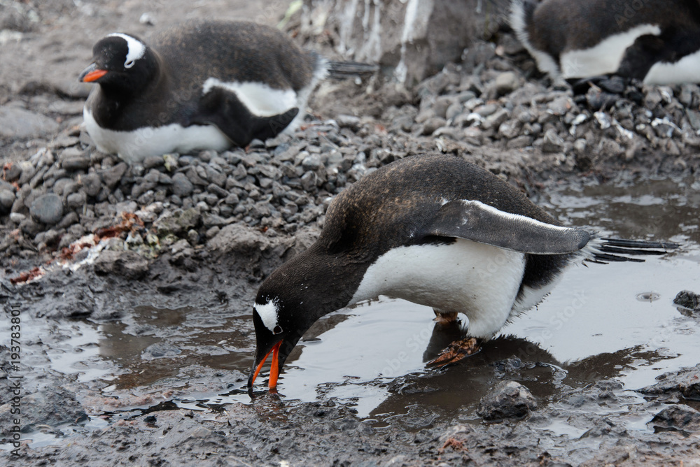 Fototapeta premium Gentoo penguin going in mud