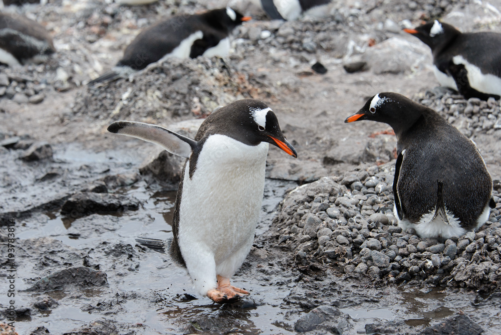 Naklejka premium Gentoo penguin going