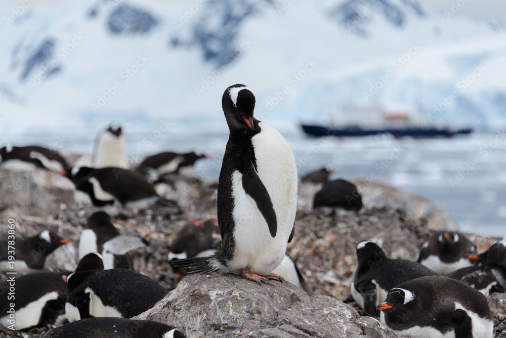Fototapeta premium Gentoo penguin scratching