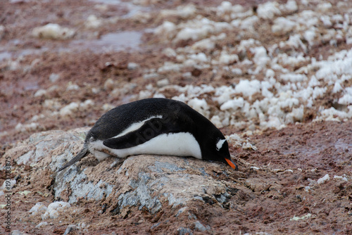 Gentoo penguin laying on stone