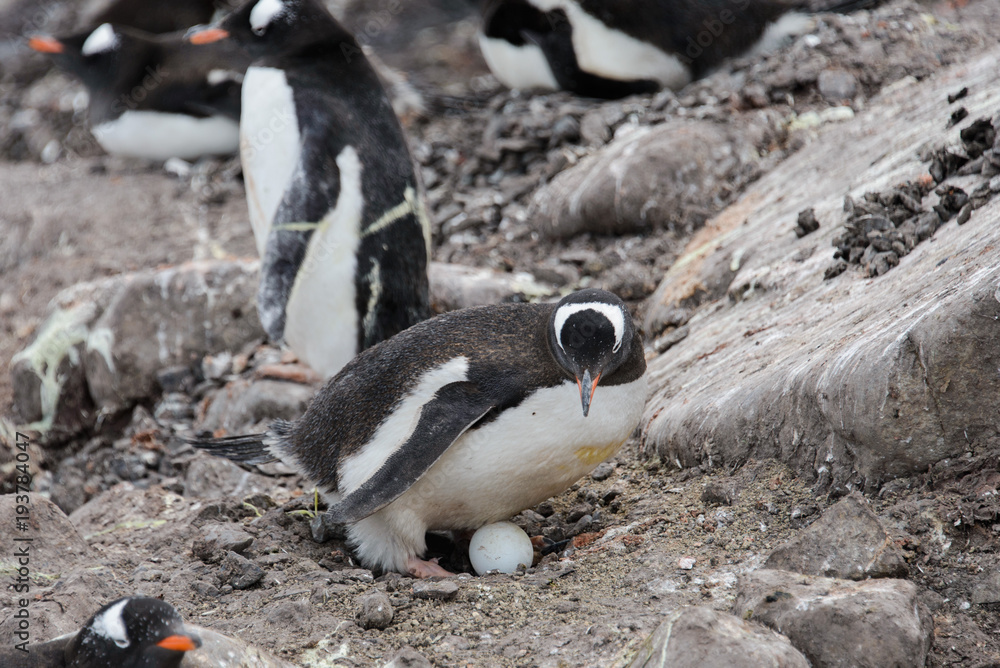Fototapeta premium Gentoo penguin with egg in nest