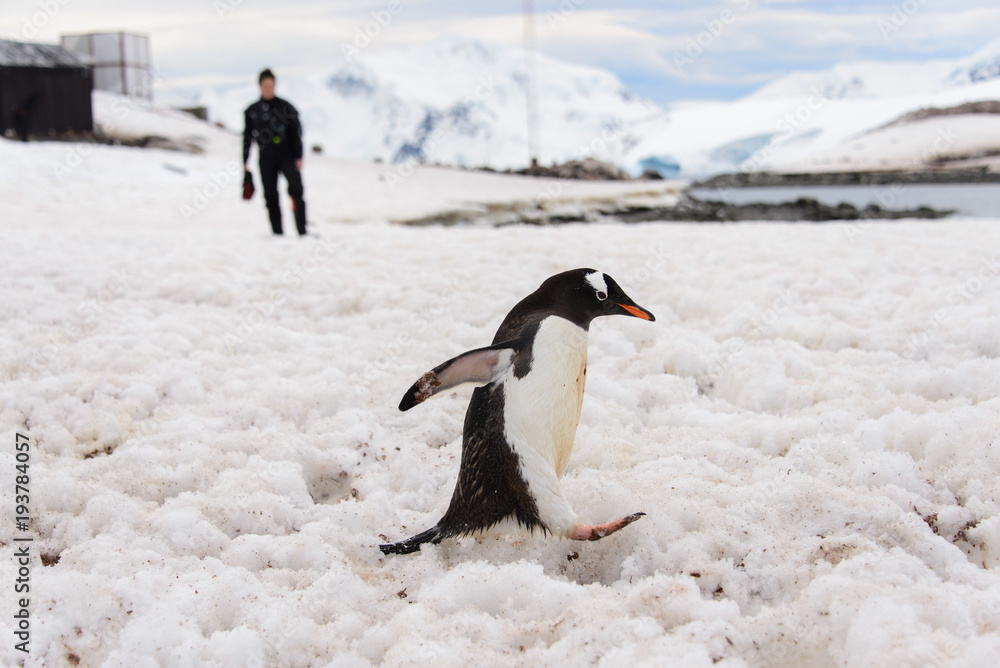 Obraz premium Chilean Antarctic research station