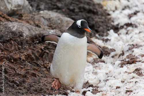 Gentoo penguin going in mud