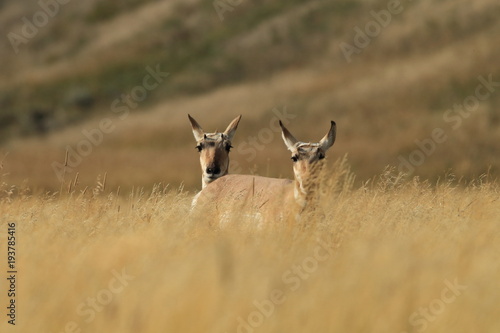 Pronghorn walking in grass, Wyoming, Yellowstone National Park photo