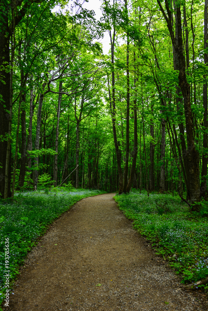 Fototapeta premium Walking path in forest