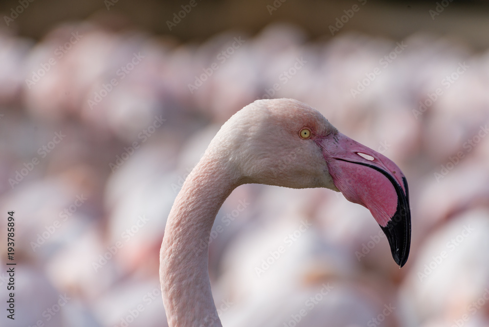 Fototapeta premium Flamant rose