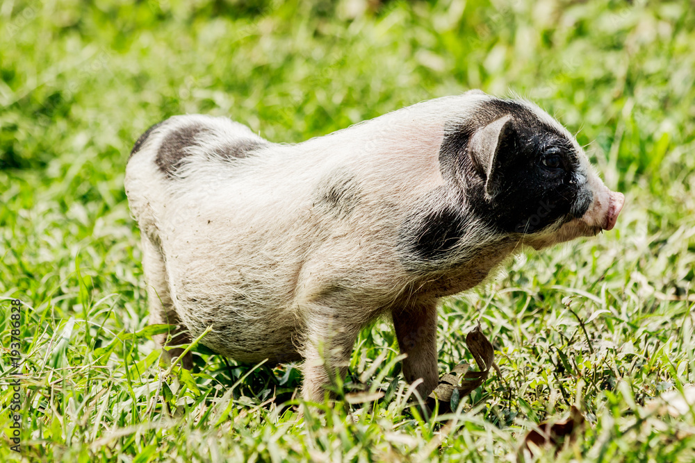 Young funny pig on a spring green grass Young funny pig on a spring green grass