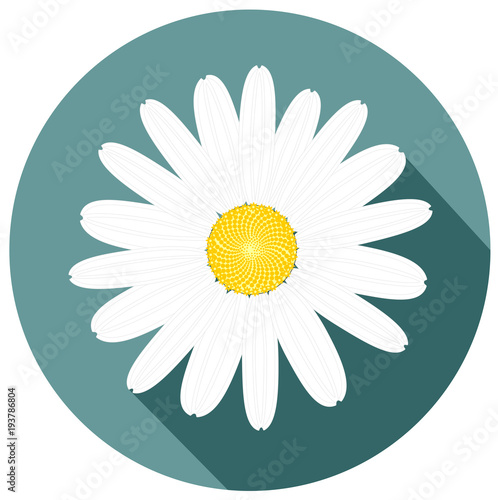 Cuadro en lienzo beautiful white daisy flower flat design