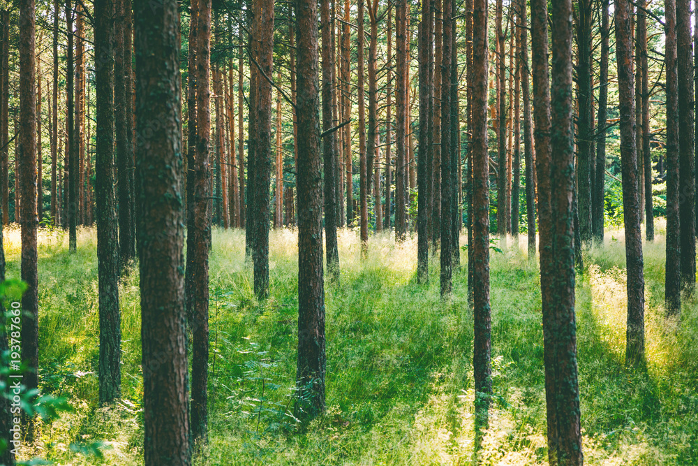 Fototapeta premium Piękny krajobraz lasu, cienkie pnie drzew sosnowych, jasne soczyste zielone tło i tekstury