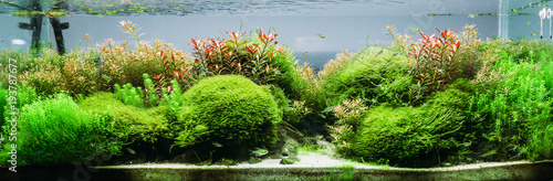 Bild auf Leinwand Aquarium algae, elements of flora in fishbowl