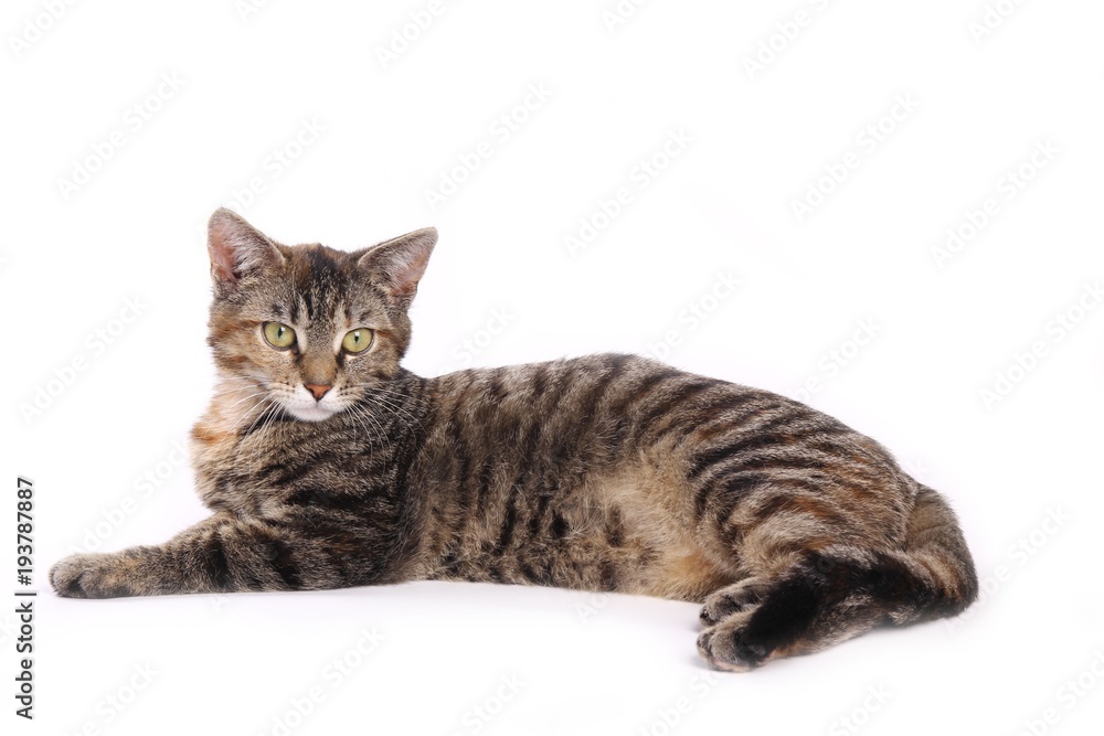 Obraz premium Beautiful kitten