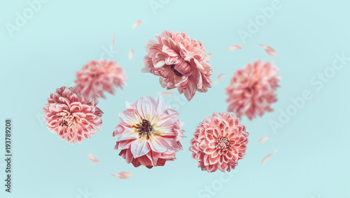 Fototapeta Naklejka Na Ścianę i Meble -  Beautiful  flying pastel pink flowers and petals at light blue background, creative floral layout, horizontal