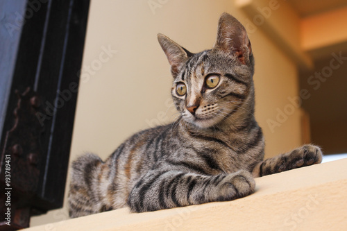 Cat looking away, Crete, Greece