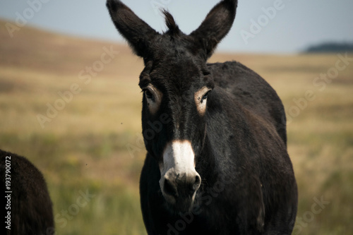 Wild Donkey © jamie