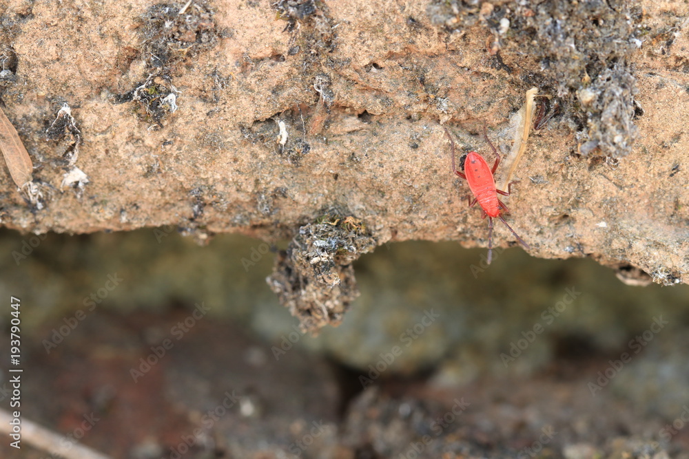 Close up small red insect on wall Close up small red insect on wall
