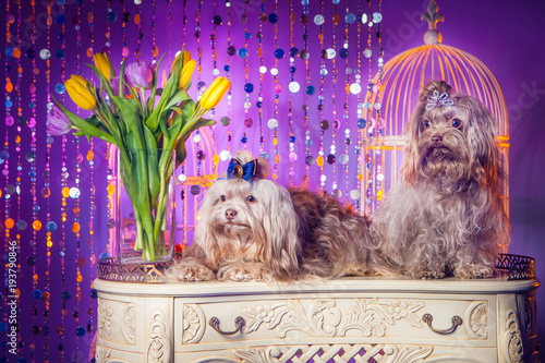 Breeding dogs. Two dogs sit...
