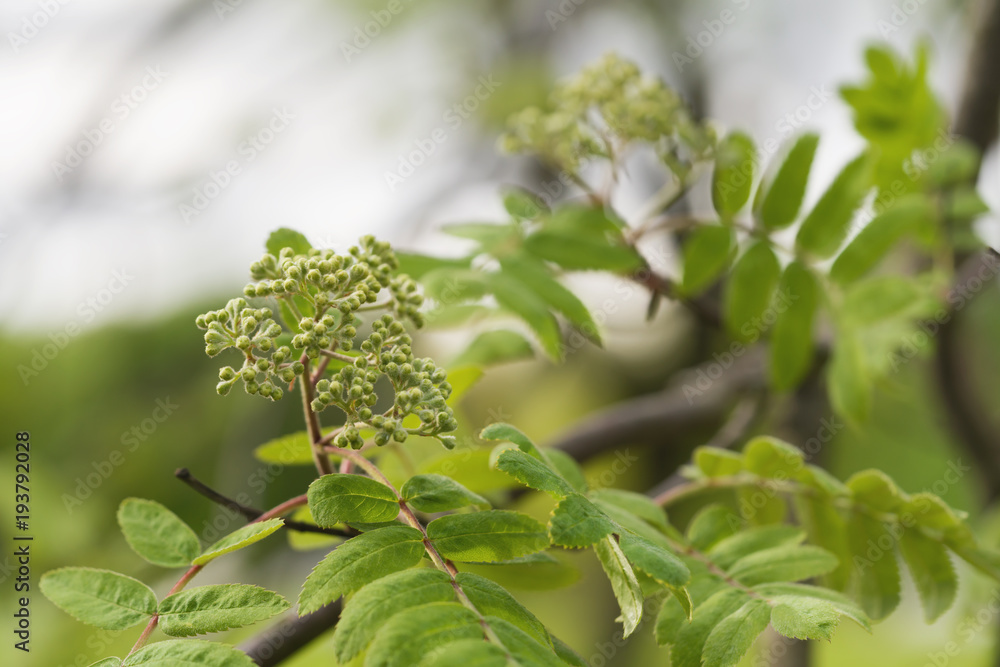 Fototapeta premium rowan tree branch with buds on a spring morning