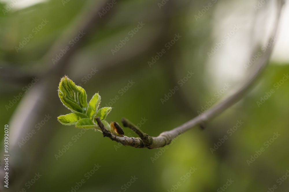 first leaves of rowan tree on a spring morning
