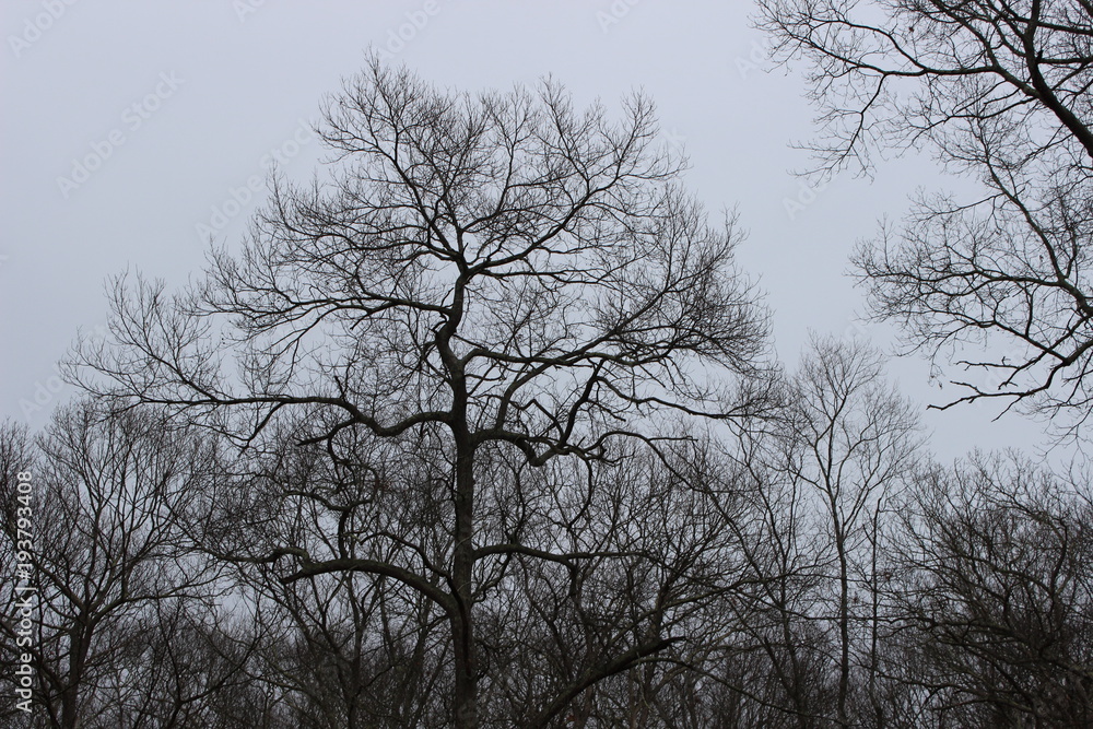 Bare winter tree branches Bare winter tree branches