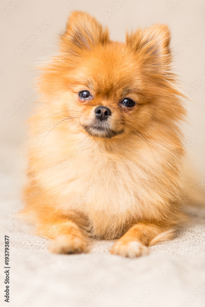 miniature dog of Pomeranian dog breed lies on the couch Stock
