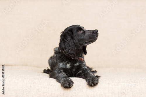 Dog of the Spaniel breed of black is lying sad on the couch