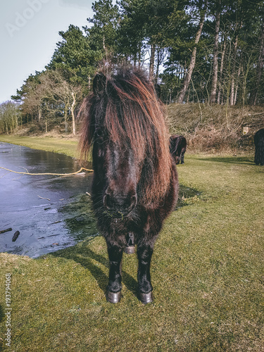 wild black ponies in the field grazing and drinking photo