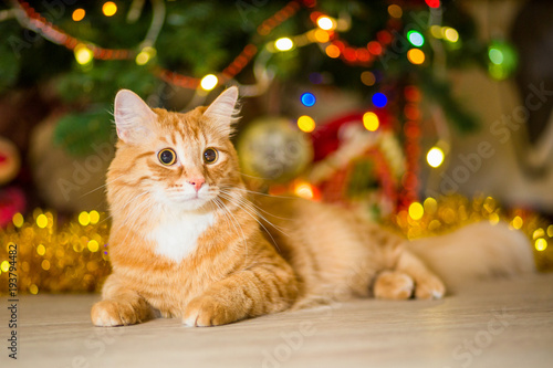 Redhead, adult cat near a Christmas tree with garlands