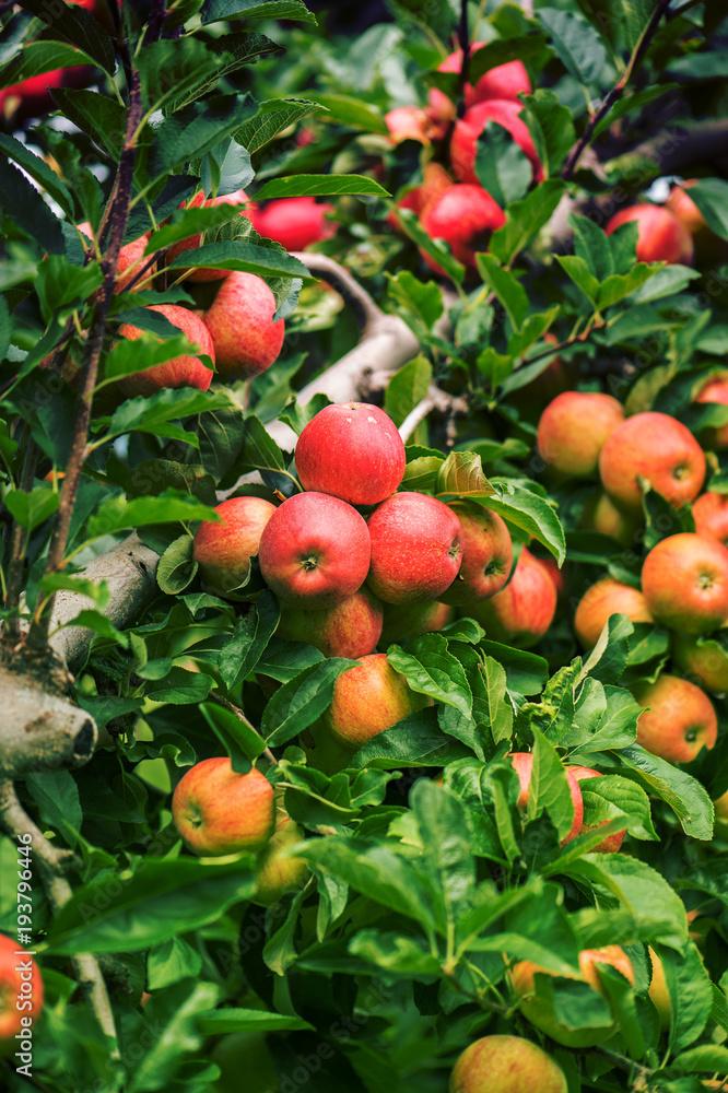 Juicy red apples on the branches of a tree