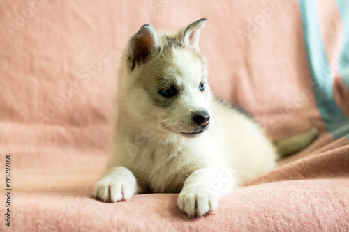 Puppy breed husky. American breed of dog
