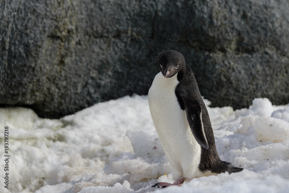 Naklejka premium Adelie penguin on snow