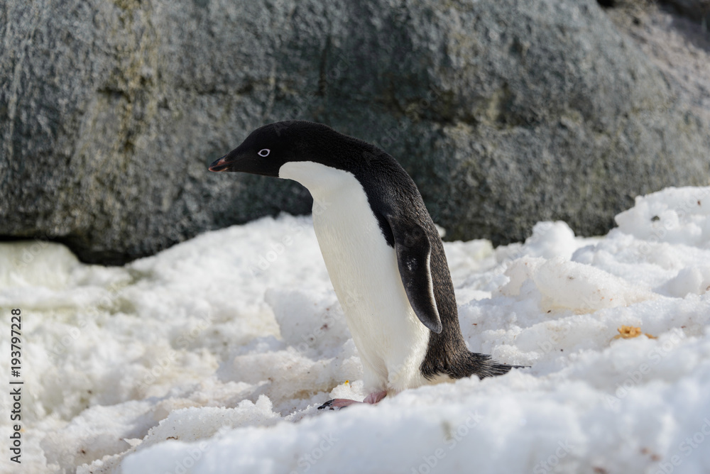 Fototapeta premium Adelie penguin on snow