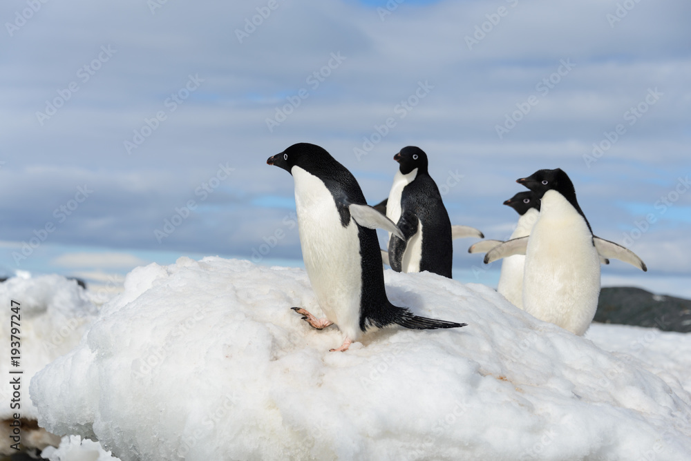 Naklejka premium Adelie penguins on snow