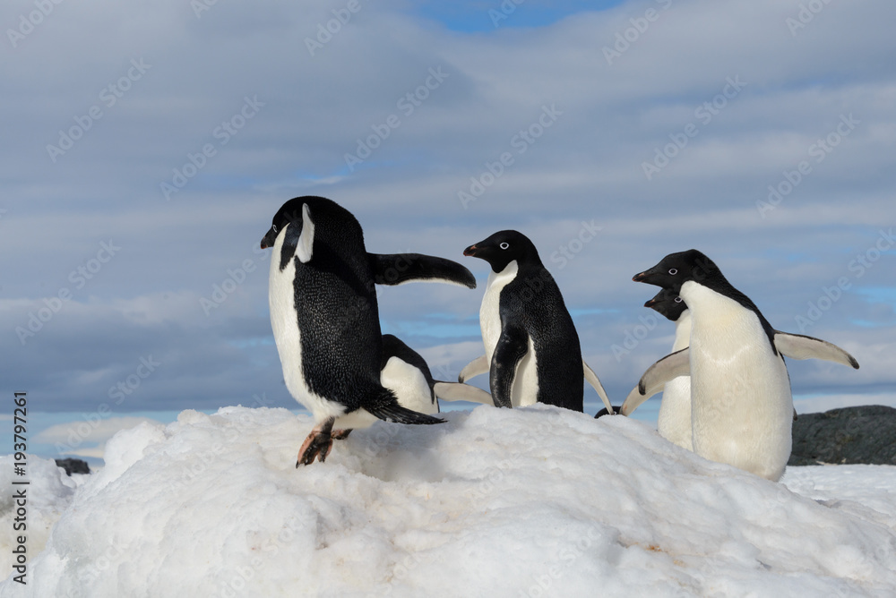 Fototapeta premium Adelie penguins on snow