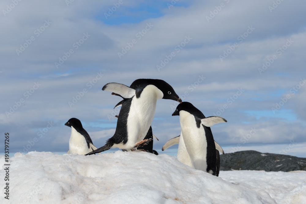 Fototapeta premium Adelie penguins on snow