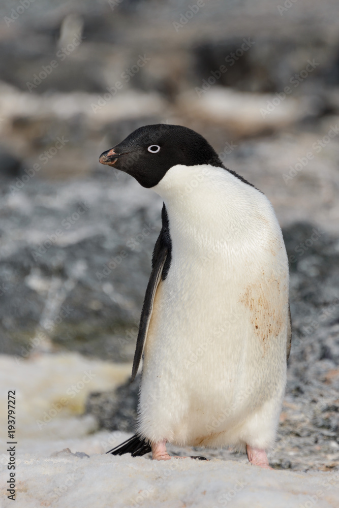Naklejka premium Adelie penguin on snow