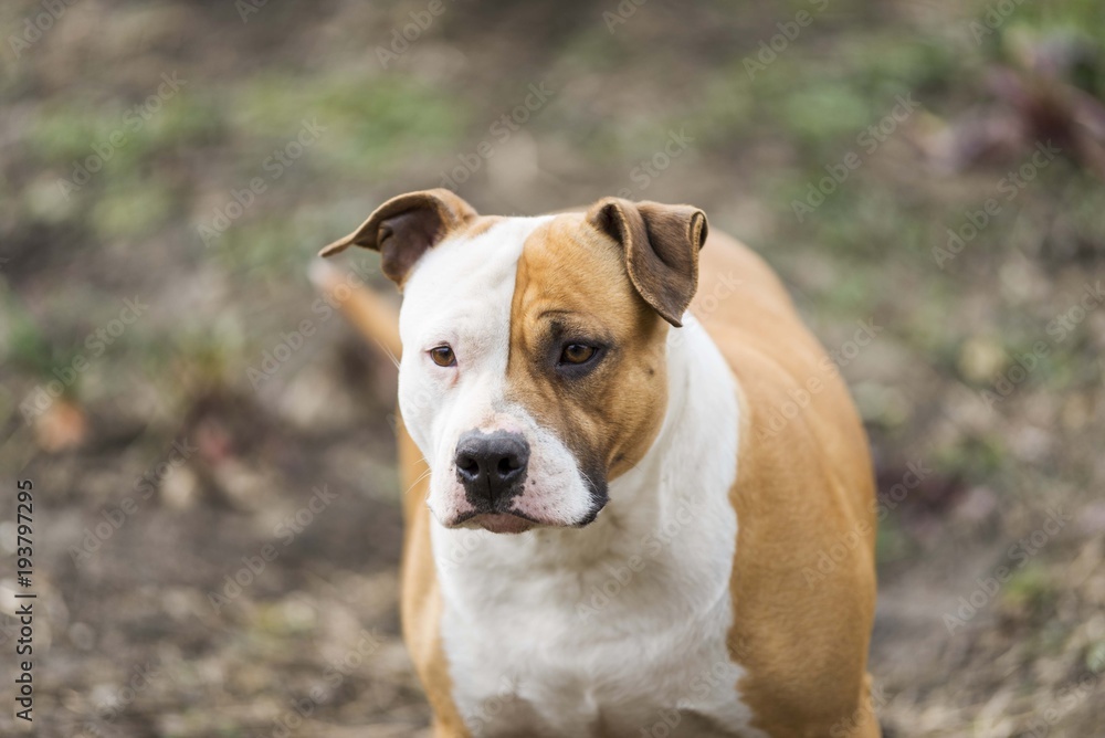 american staffordshire terrier dog head portrait