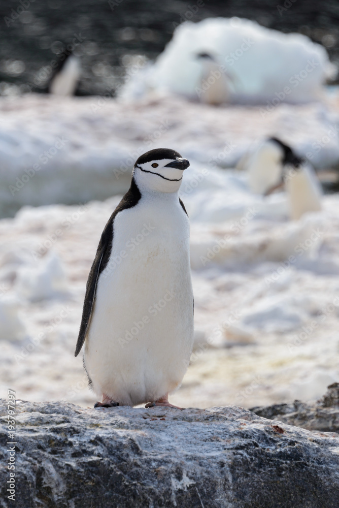 Obraz premium Chinstrap penguin on the beach