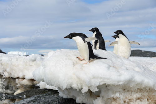 Adelie penguins on snow