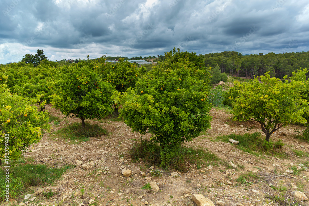 Orange grove