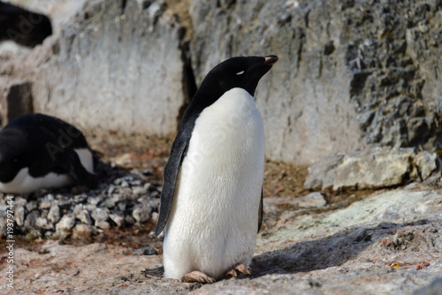 Adelie penguin on rock