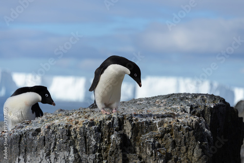 Adelie penguin on rock