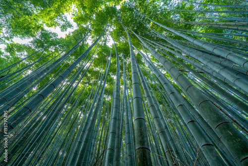 Early morning sky view through bamboo stalks at Sagano Arashiyama Bamboo forest in Kyoto, Japan