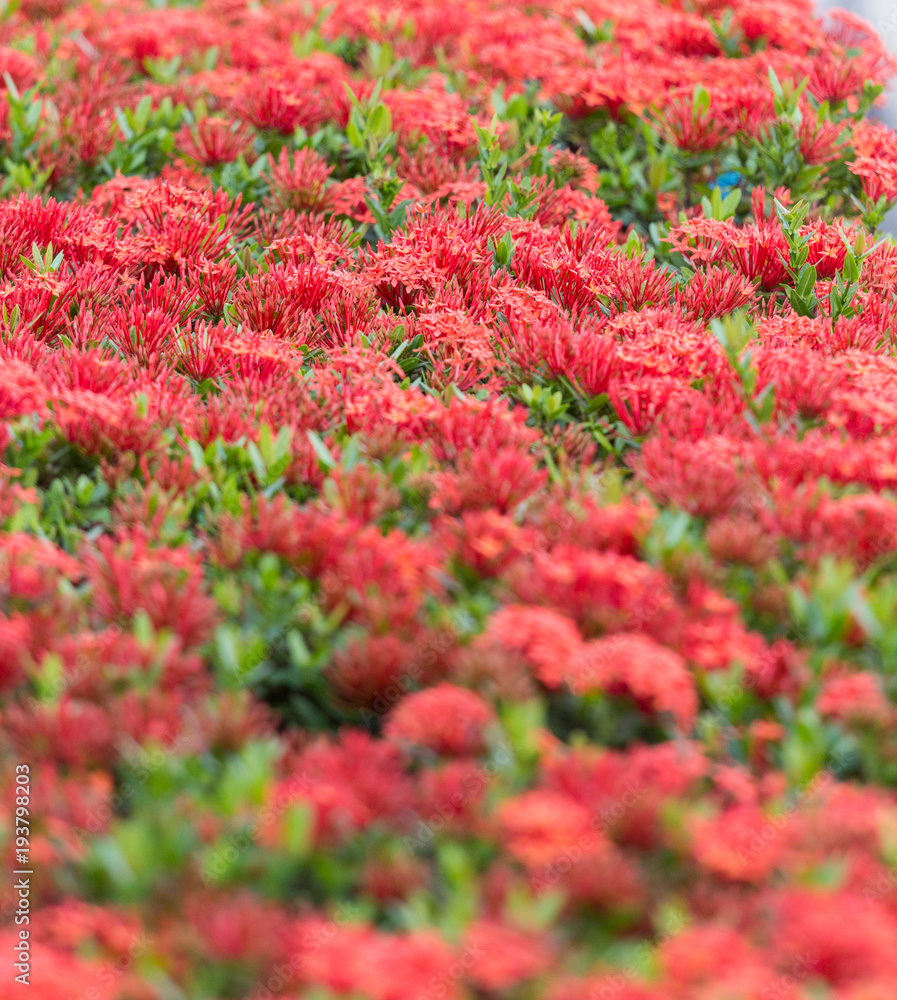 Red spike flower and selection focus blurred background. Red spike flower and selection focus blurred background.