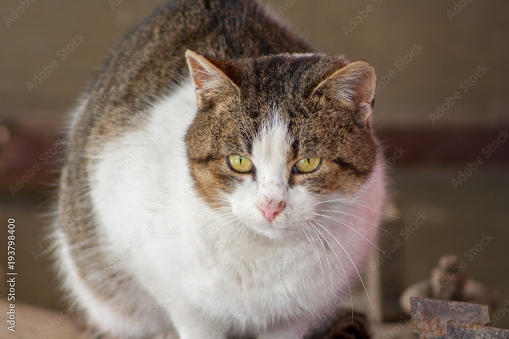 Fototapeta premium cat sitting on boards