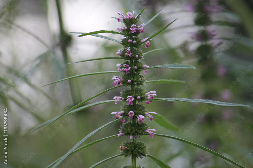 Fototapeta premium motherwort blossom on a green bokeh background