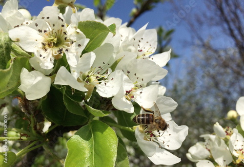 picture of a macro bee sitting on a apple tree