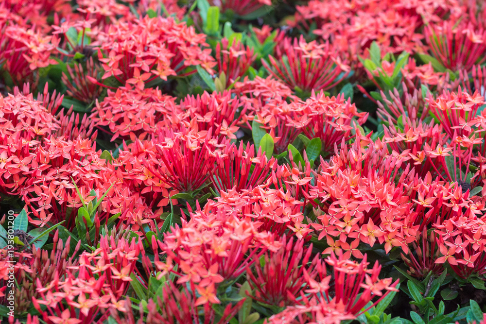 Red spike flower and selection focus blurred background.